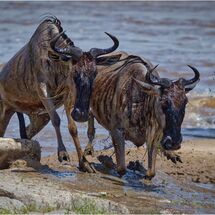 Exhausted after crossing the Mara