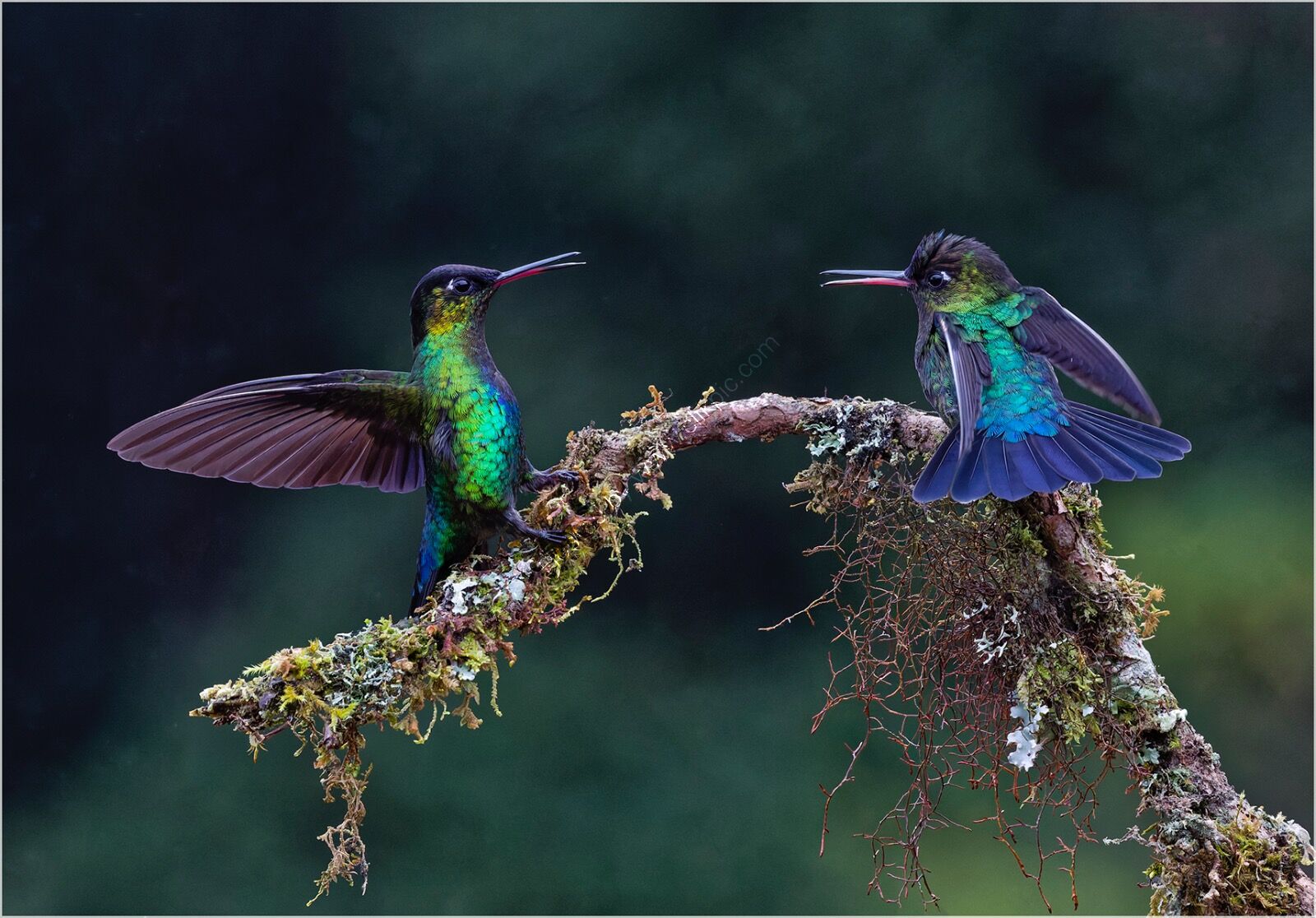 Fiery-throated hummingbirds