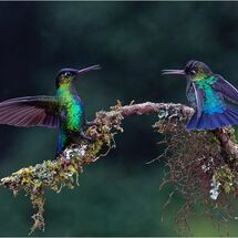 Fiery-throated hummingbirds
