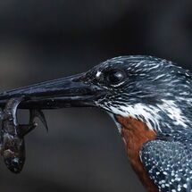 Kingfisher with fish