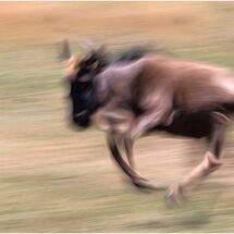 Run like the wind - H/C -