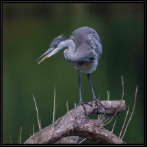 Heron