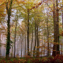 Mist in the trees