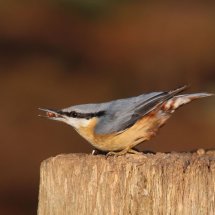 Nuthatch