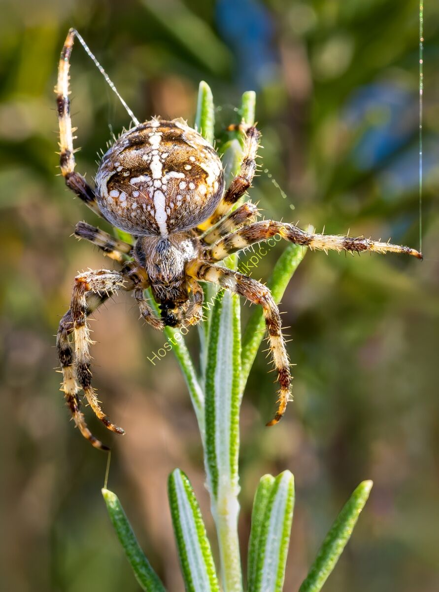 Rosemary The Hungry Wolf Spider - H/C -