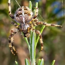 Rosemary The Hungry Wolf Spider - H/C -