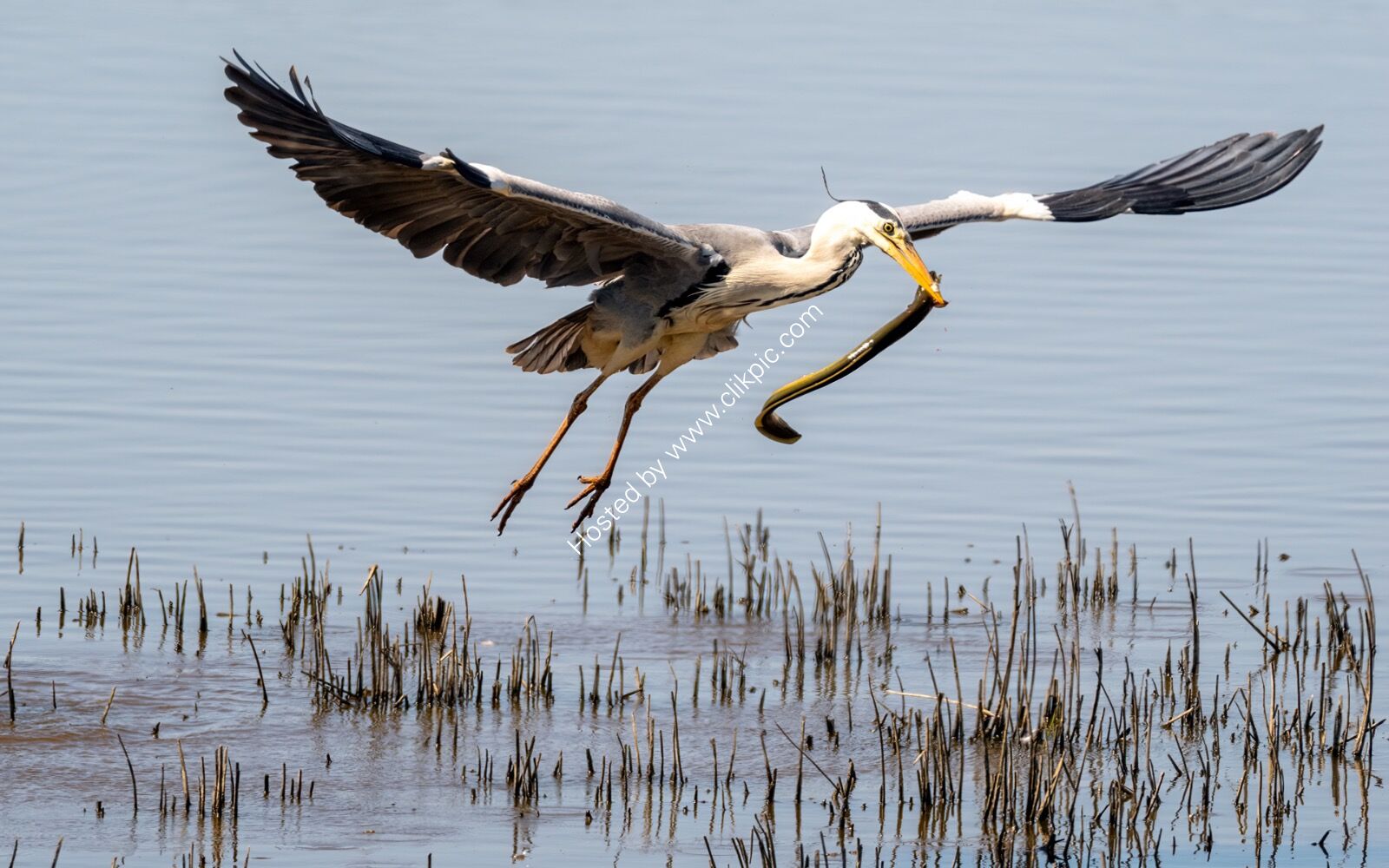 Heron with catch