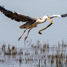 Heron with catch
