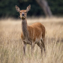 2nd. Chewing Things Over