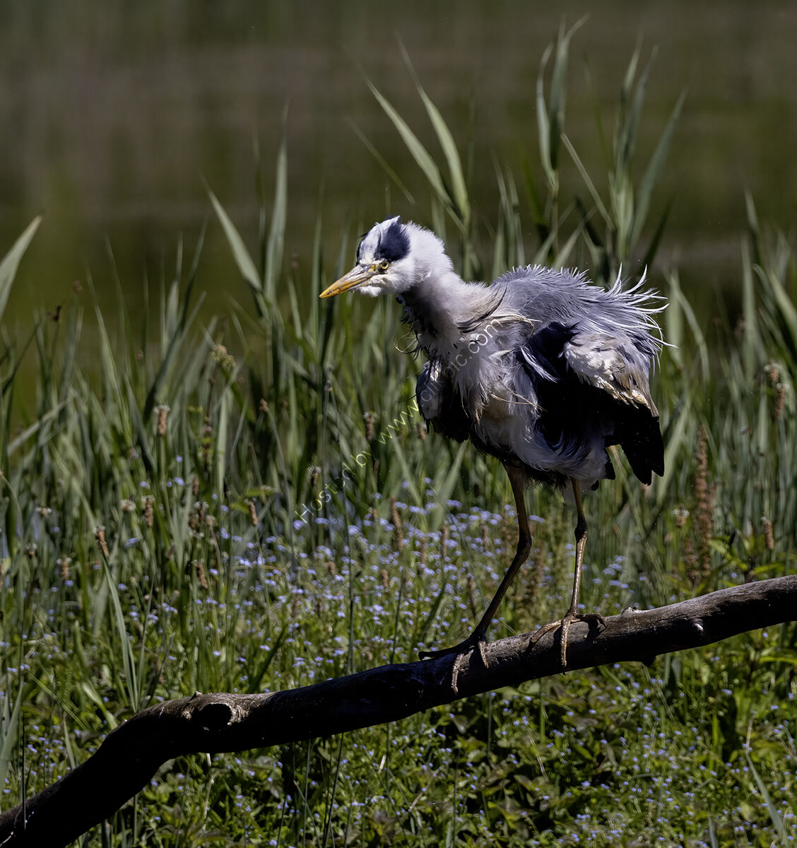 Shake those Feathers