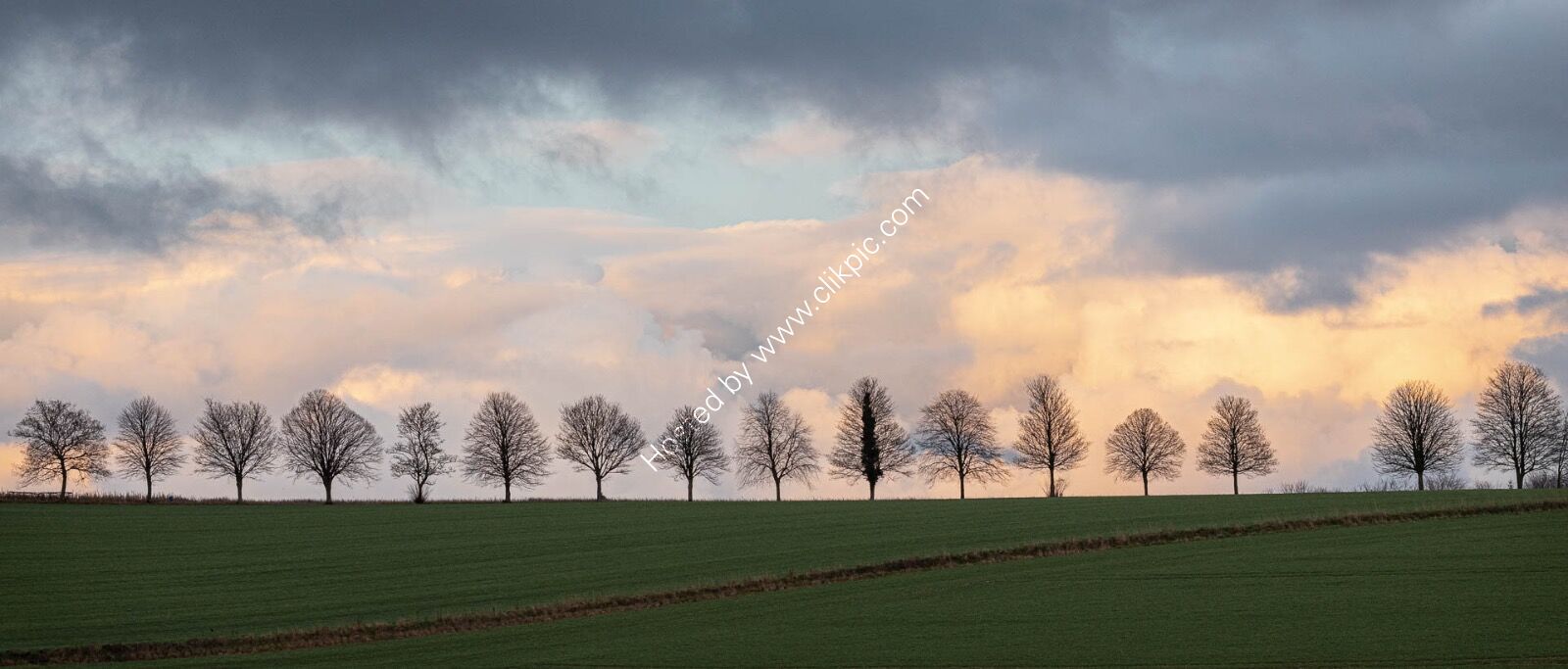 Tree line - H/C -