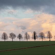 Tree line - H/C -