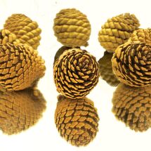 Pine Cone Reflections