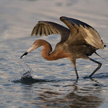Reddish Egret hunting