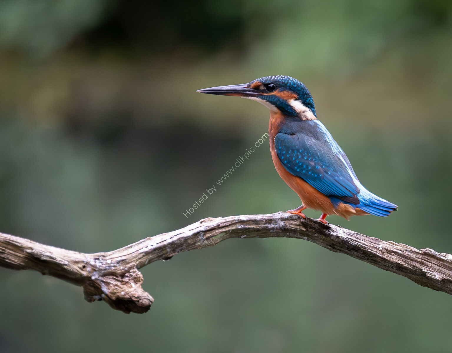 Rod Taylor Juvenile Kingfisher