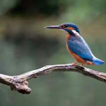 Juvenile Kingfisher