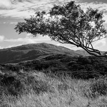 3rd place..... Wind-blown