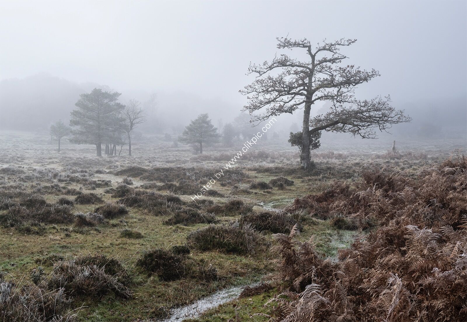 H/C - Misty Morning near Fritham