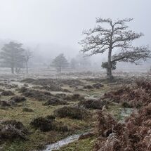 H/C - Misty Morning near Fritham
