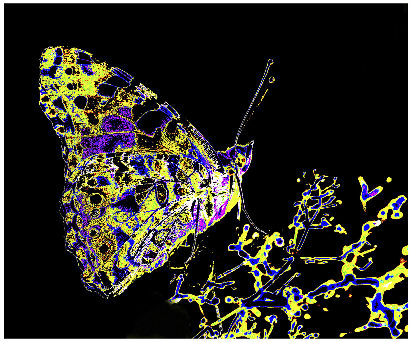 Painted Lady - 2nd Place