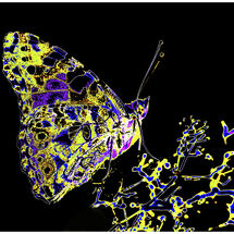 Painted Lady - 2nd Place