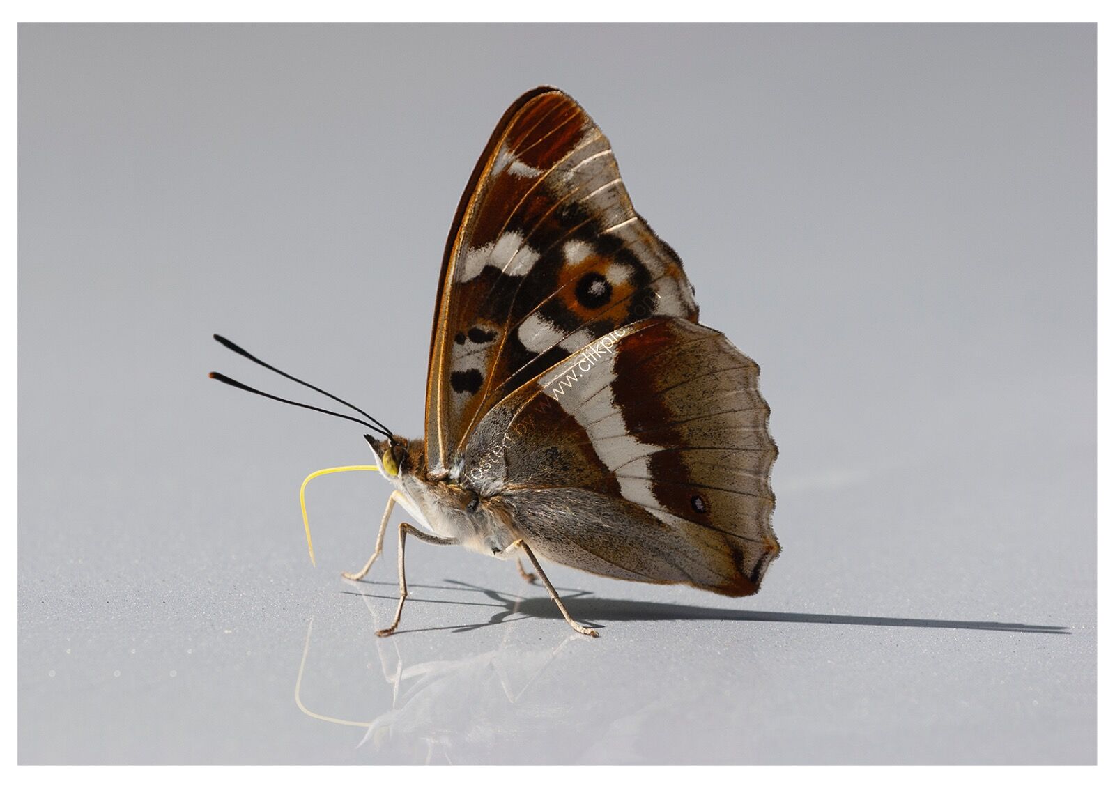 Purple Emperor taking salts from a car roof