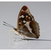 Purple Emperor taking salts from a car roof
