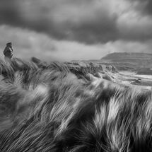 H/C Blustery day in the dunes