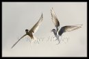 Roger Hatley.. Earning Their Combat Wings..Second.. Bernard Hutton Trophy
