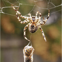 Spider's packed lunch!