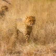 Cheetah Cubs