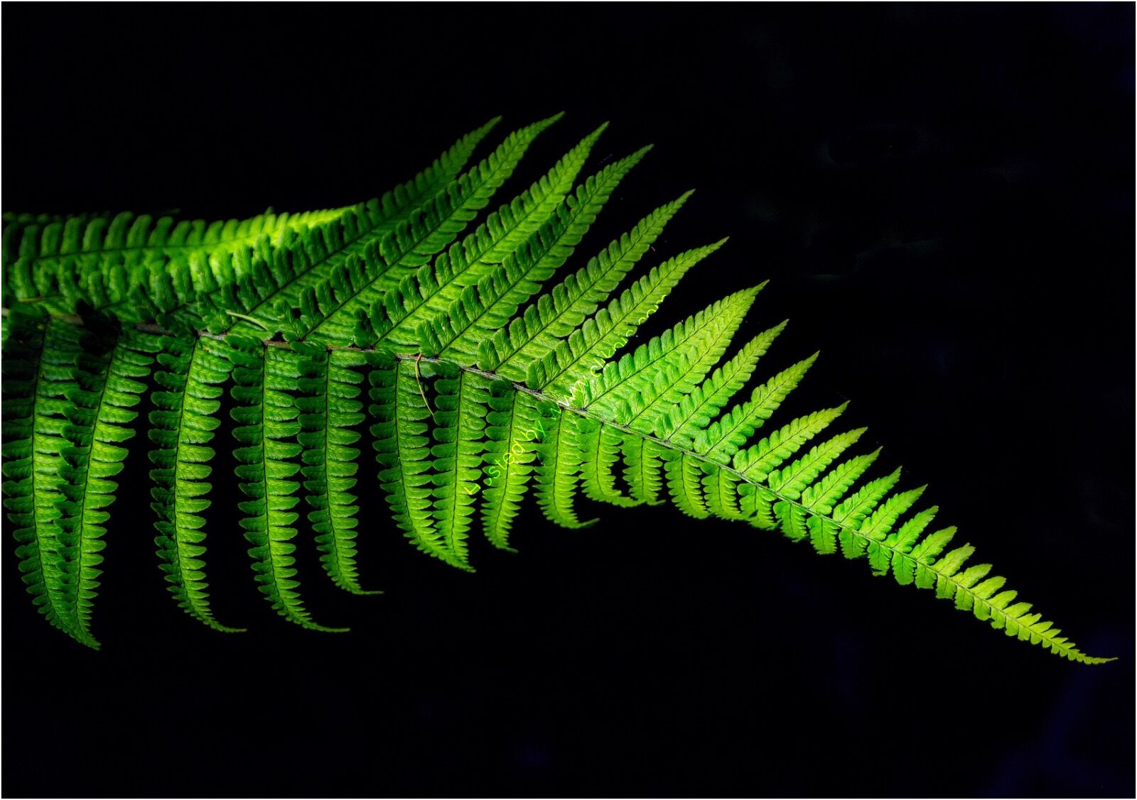 Fern Frond - H/C -