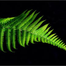 Fern Frond - H/C -