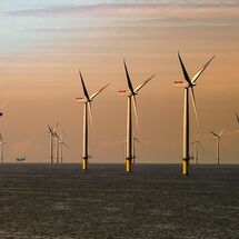 Morecambe Bay Forest - H/C