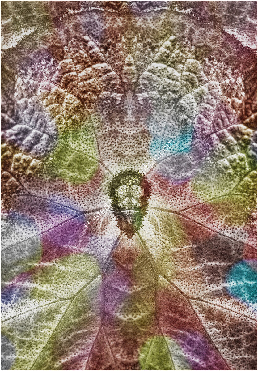 Oil Stained Leaf - H/C -