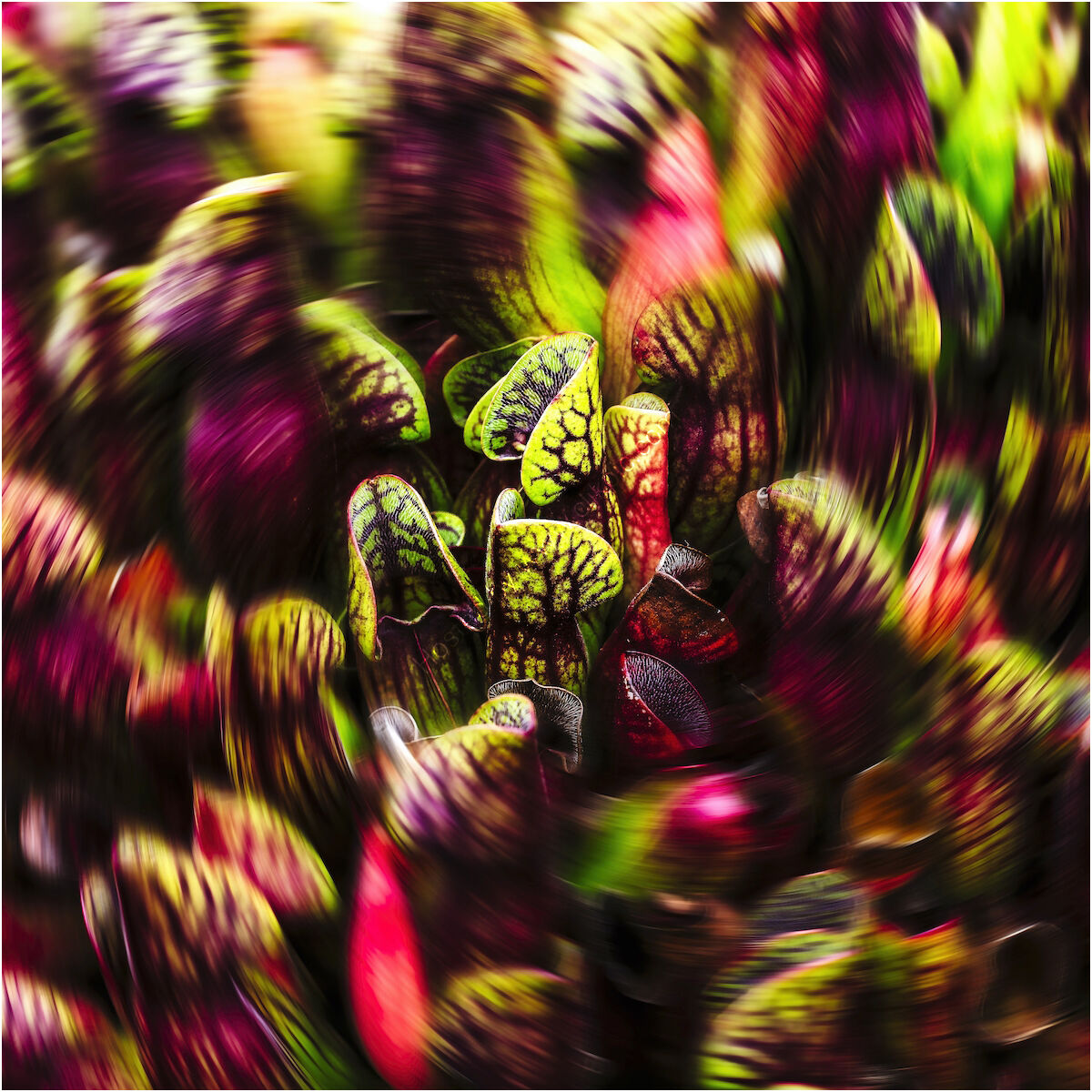 Predators Gathering - H/C