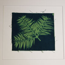 Cyanotype Scots Pine. H/C