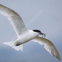 Tern