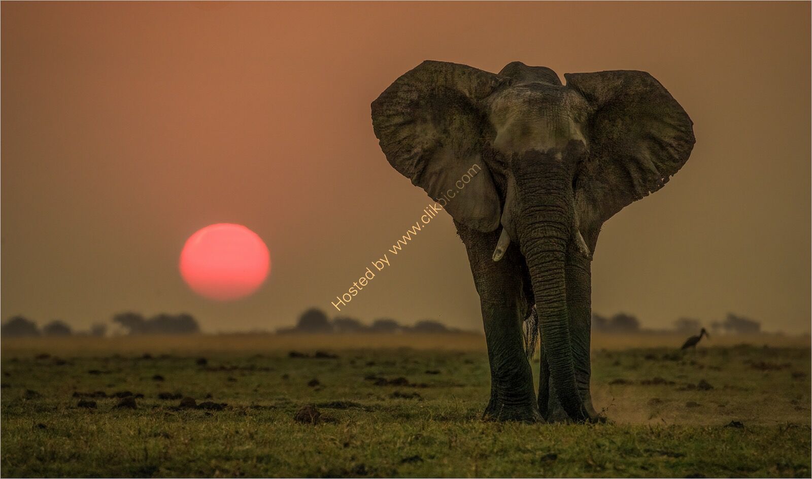 Elephant sunset
