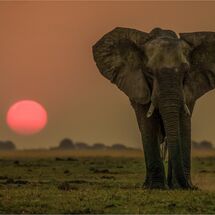 Elephant sunset