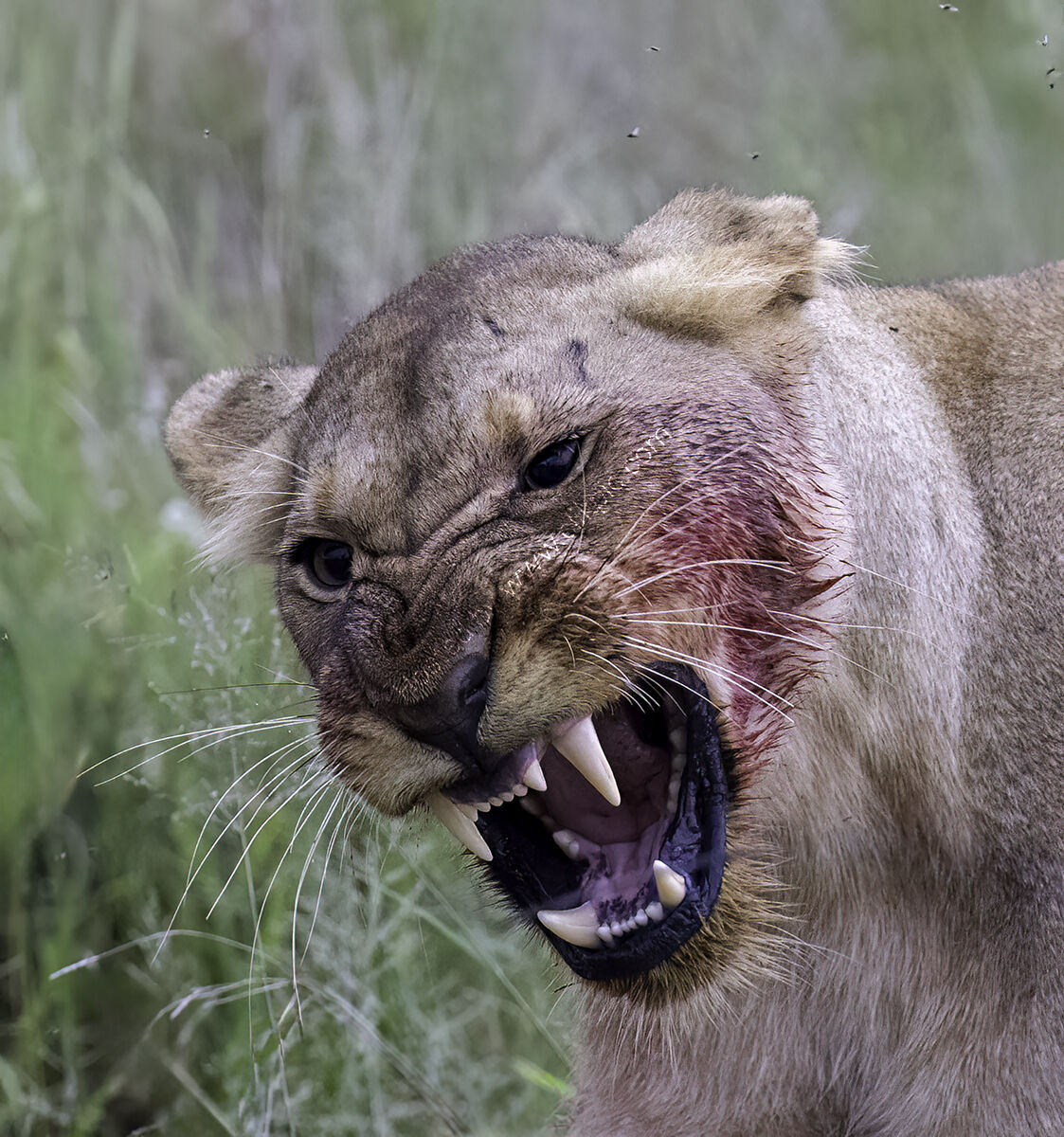 Lioness