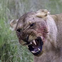 Lioness