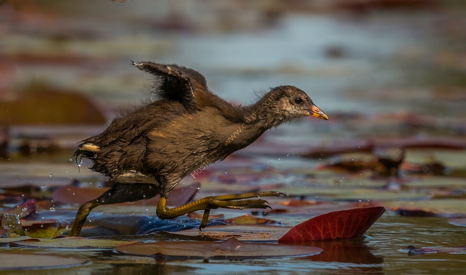 Moorhen Chick - 2nd Place -
