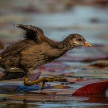 Moorhen Chick - 2nd Place -
