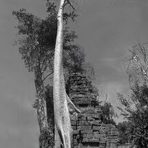 Strangler Fig Tree