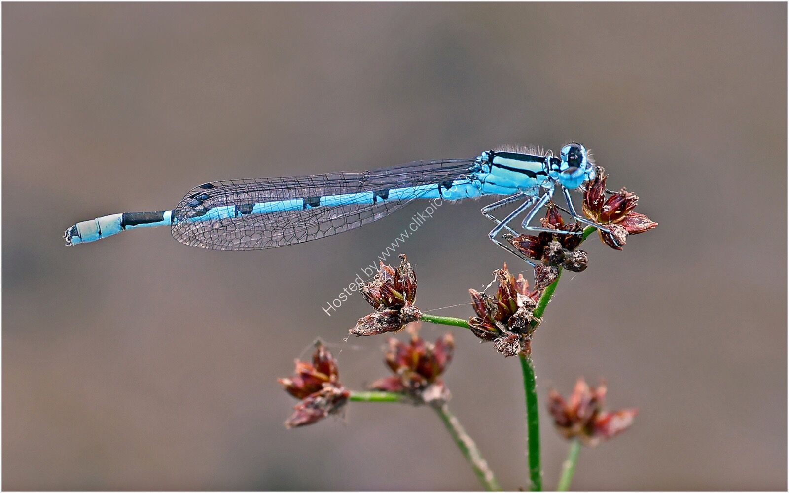Common Blue Damselfly - H/C -