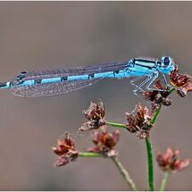 Common Blue Damselfly - H/C -