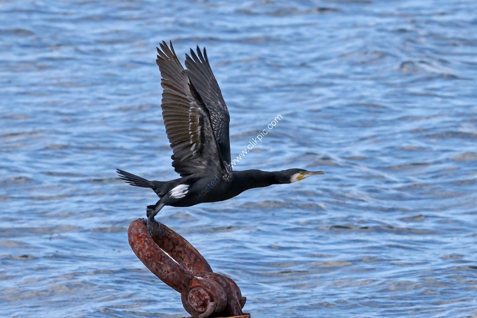 Cormorant Take-off
