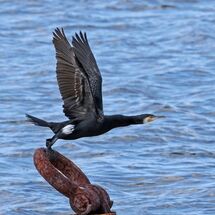 Cormorant Take-off