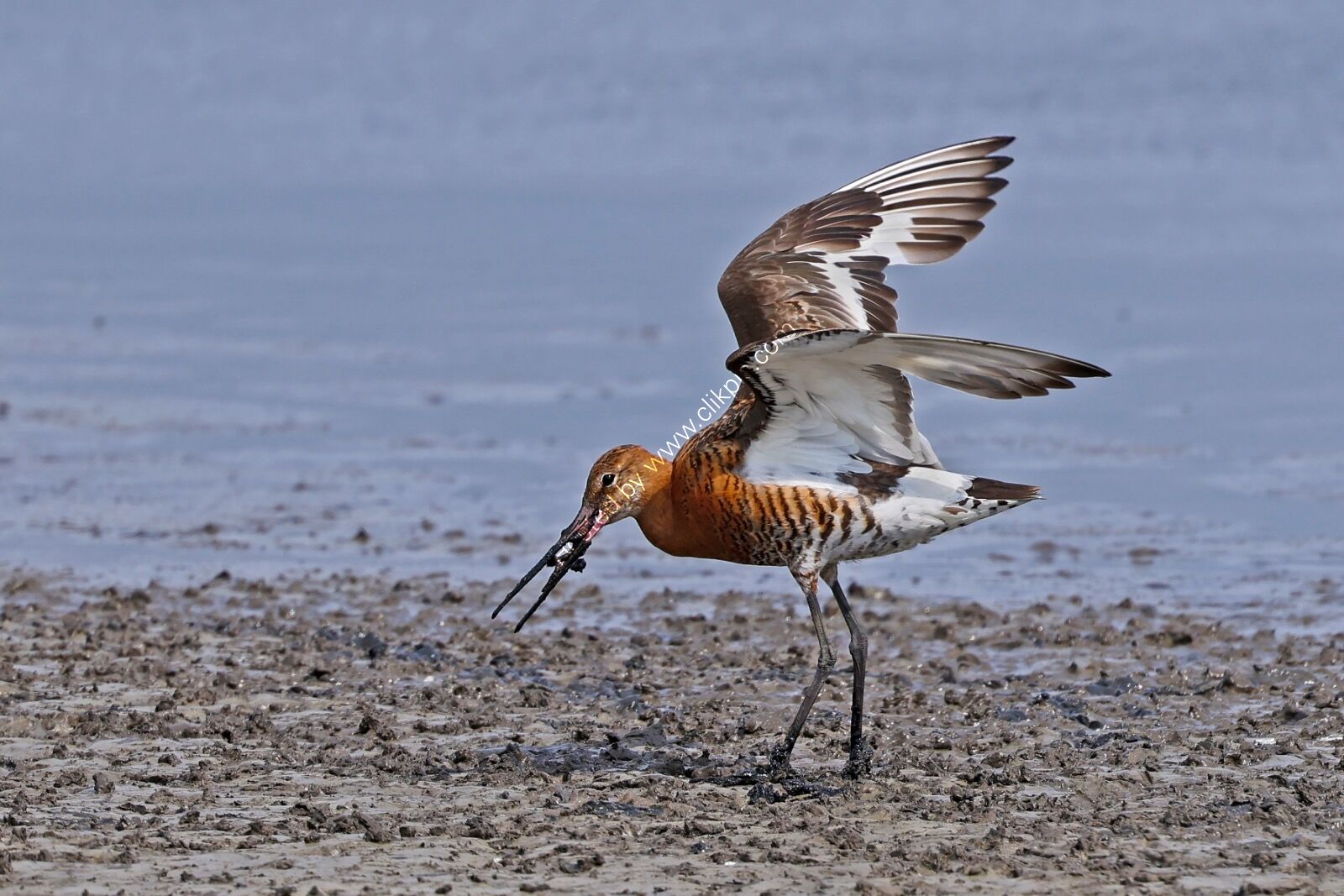 Feeding Godwit